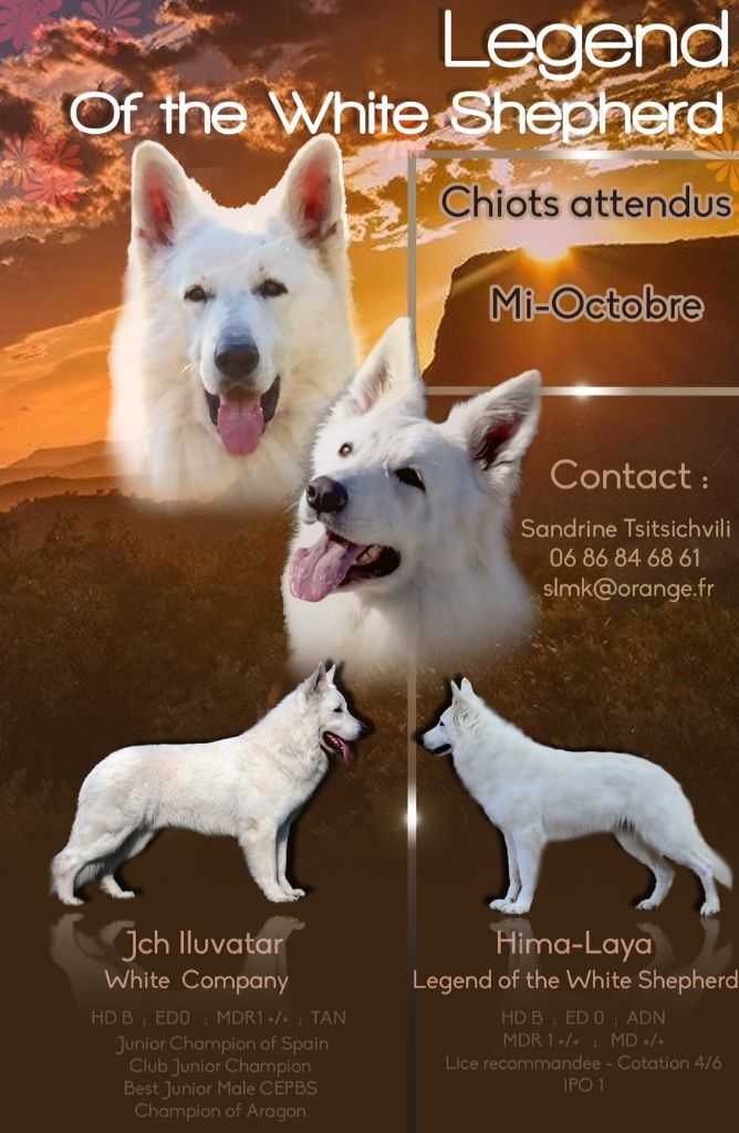 légend of the white shepherd - CHIOTS ATTENDUS POUR MI-OCTOBRE 2017