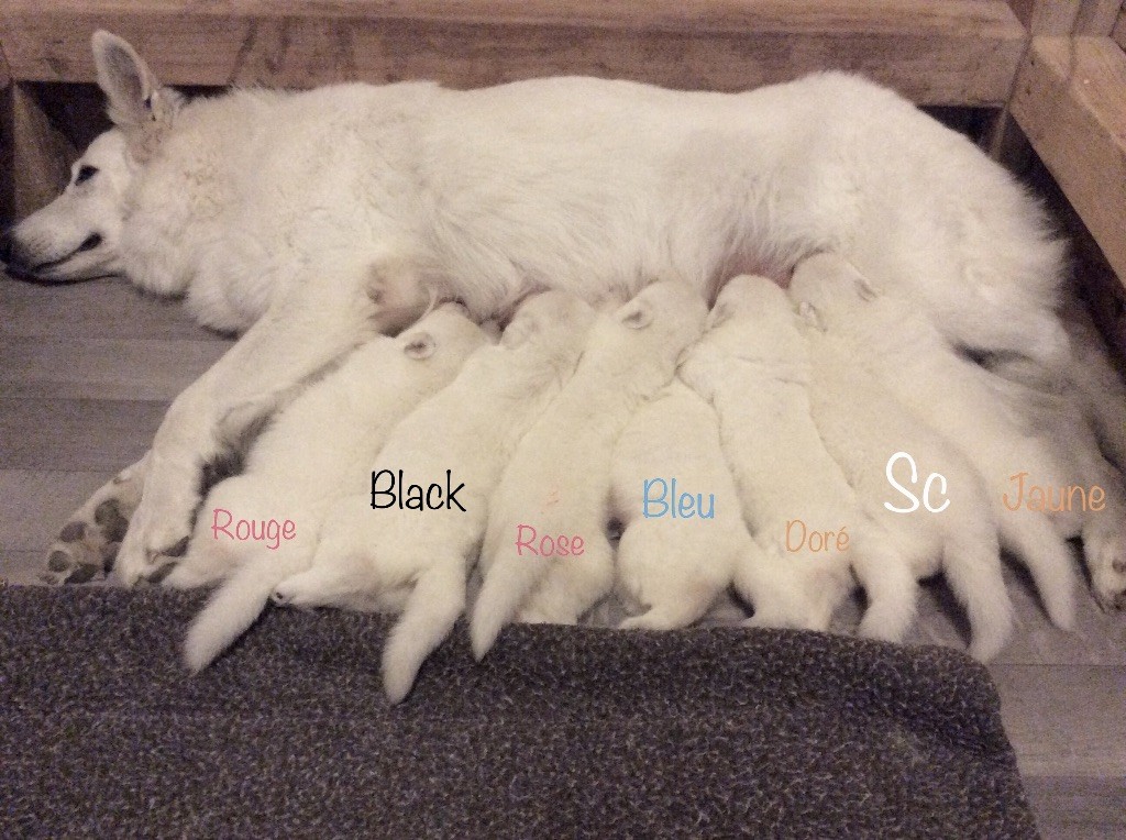 chiot Berger Blanc Suisse légend of the white shepherd