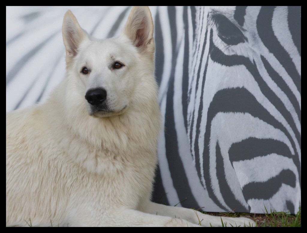 Good boy of anne du domaine de graffebourg
