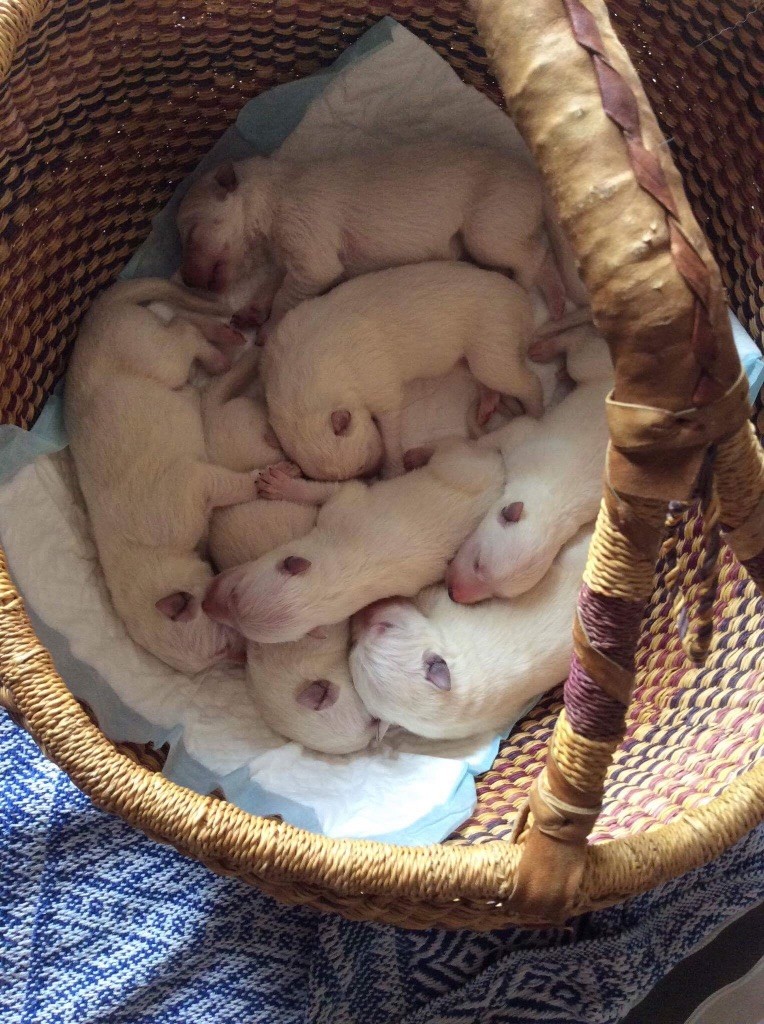 légend of the white shepherd - Naissance le 14 Octobre de 7 Chiots