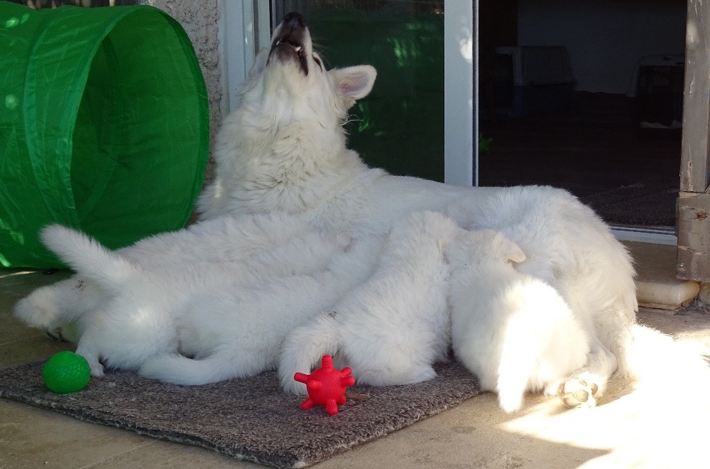 NOUVELLES DES CHIOTS 5 SEMAINES 