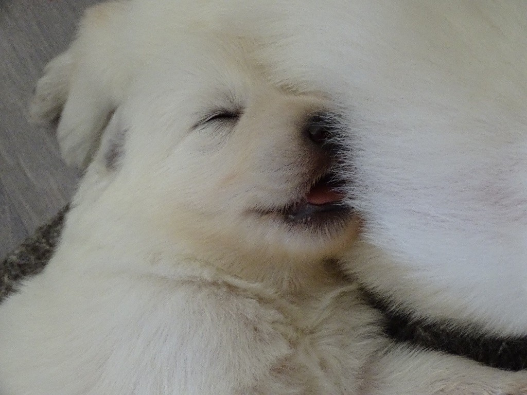 légend of the white shepherd - NOUVELLES DES CHIOTS
