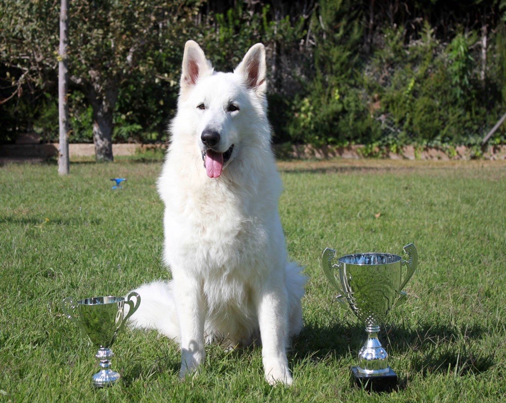 PERE DES CHIOTS : JUNIOR CHAMPION OF SPAIN ILUVATAR WHITE COMPAGNY