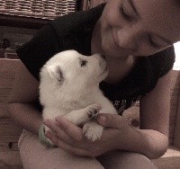 CHIOT