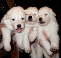CHIOT